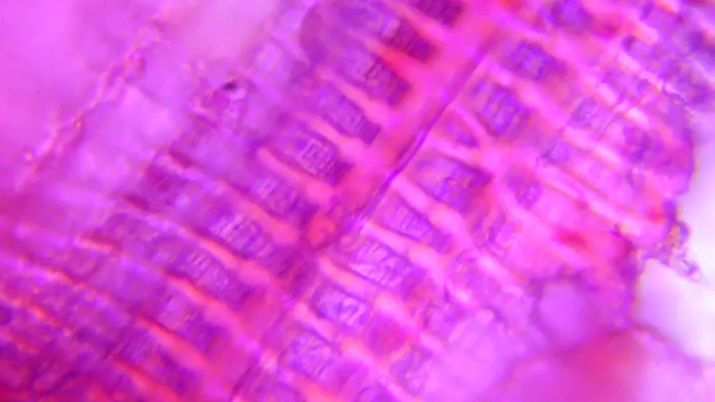 SCIENCE with Immersion Oil Microscopy 1000x banana peel