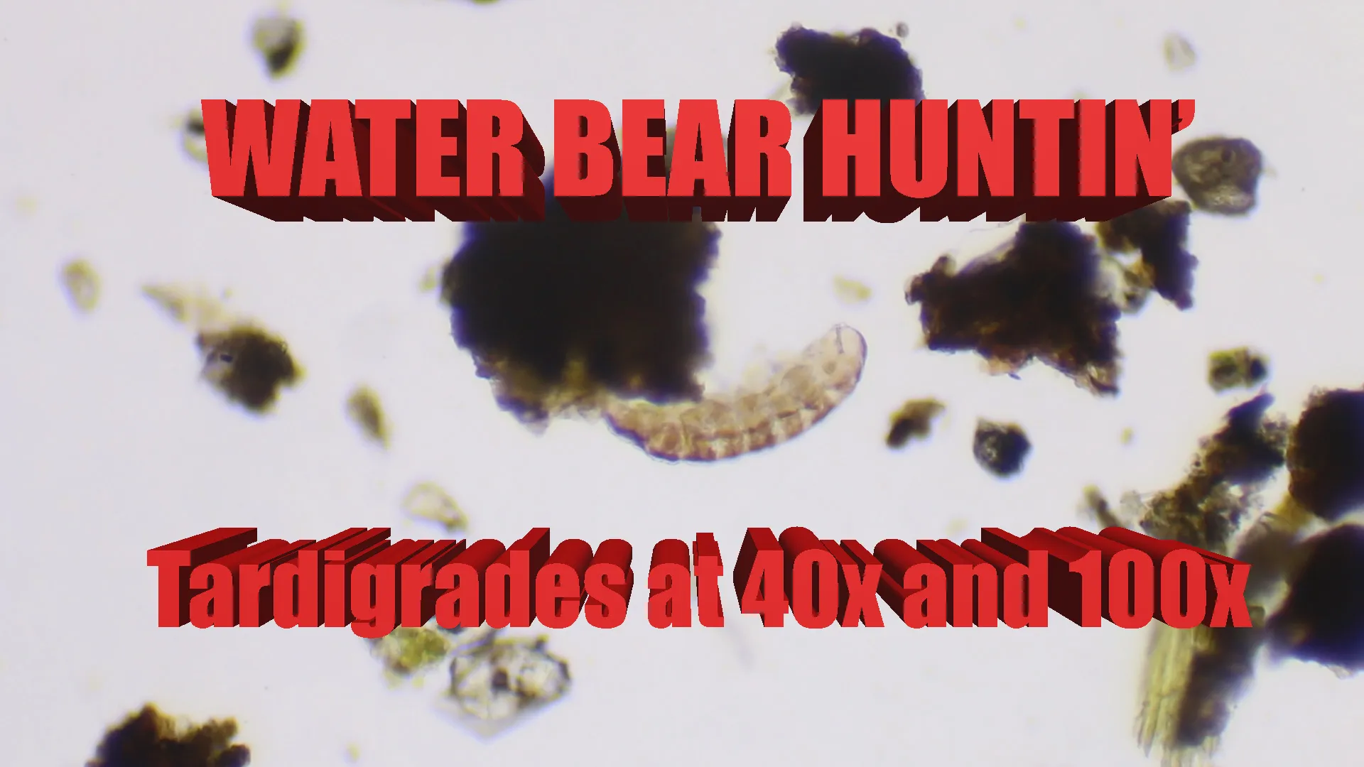 Title card for Water Bear Hunting Part 2: Finding the Tardigrade.