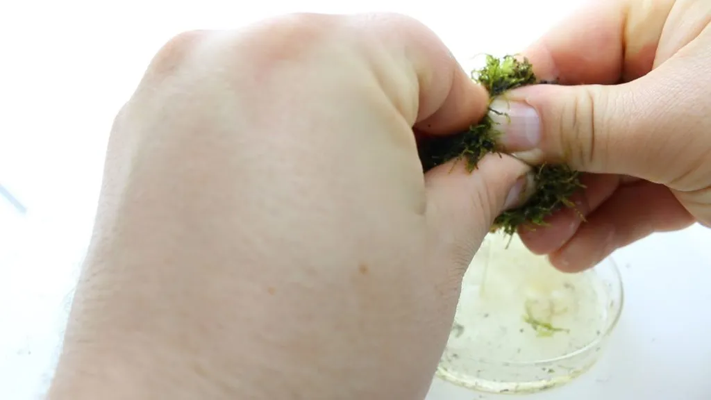 squeze out the moss water to find critters