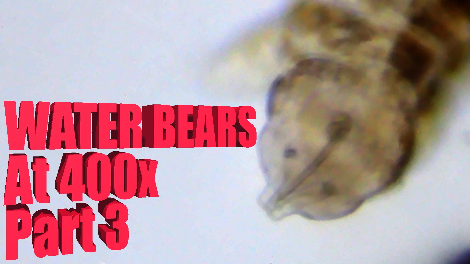 Title card for Water Bears at 400x Part 3, showing a tardigrade under magnification.